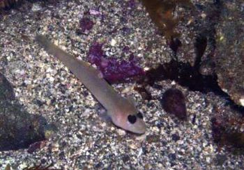 Ghost Goby. Shaw's Cove, Laguna Beach, CA. Olympus C-4000... by Kevin Robert Panizza 